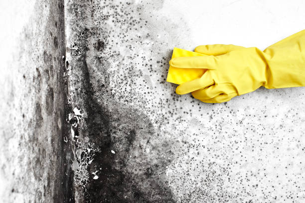 Mold Removal and Inspection in Greenback, TN