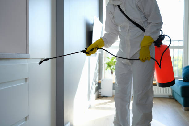 Professional Mold Removal in Greenback, TN