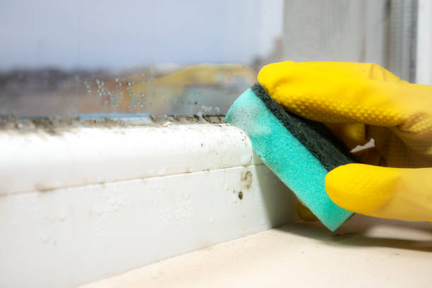 Best Mold Damage Repair  in Greenback, TN