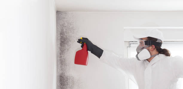 Attic Mold Removal in Greenback, TN