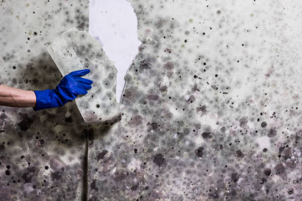 Best Home Mold Removal  in Greenback, TN