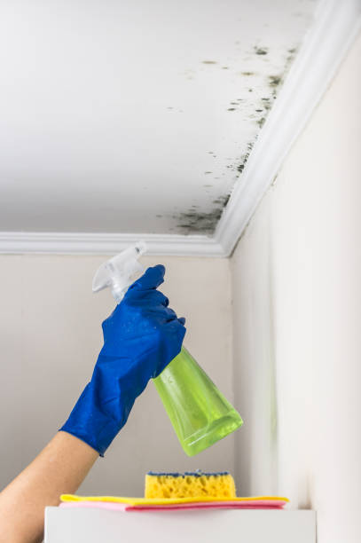 Best Residential Mold Removal  in Greenback, TN